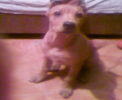 este es mi perro tyson   tiene 4 meses imedio